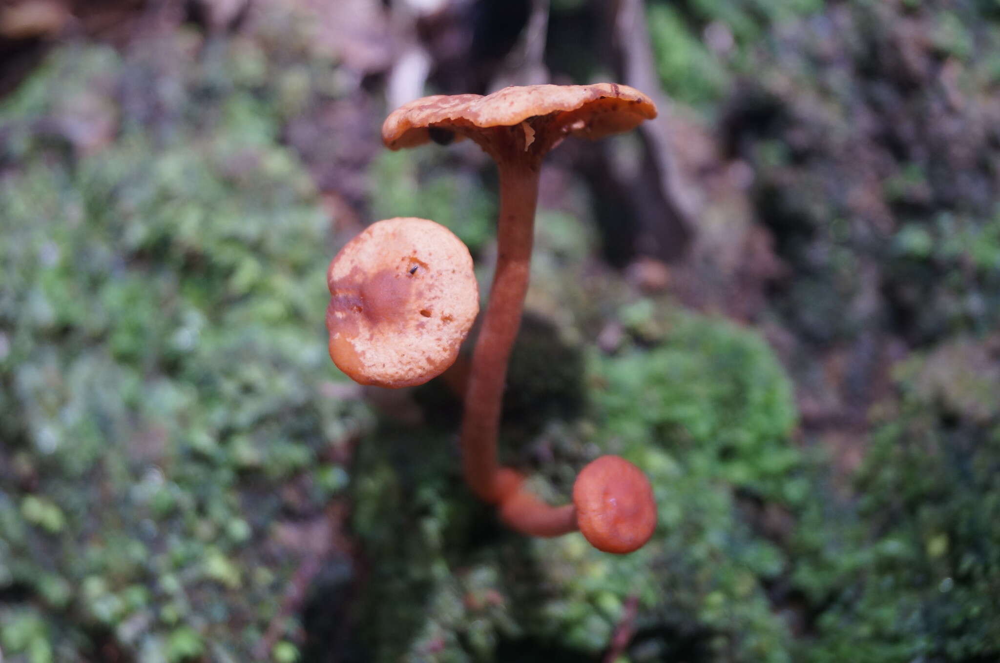 Plancia ëd Lactarius strigosipes Montoya & Bandala 2008