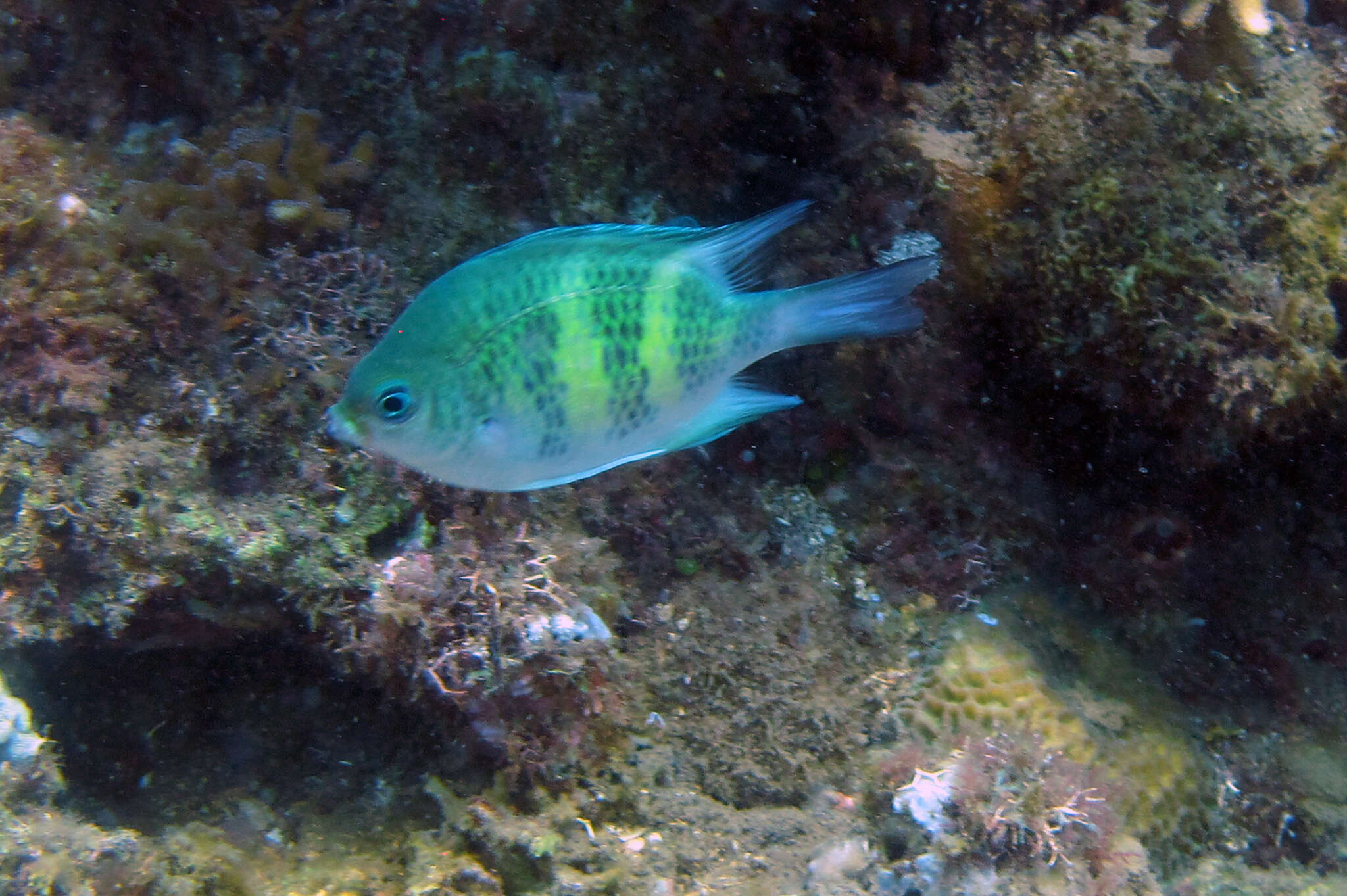 Image of Staghorn damsel