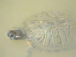 Image of slider turtle, red-eared terrapin, red-eared slider