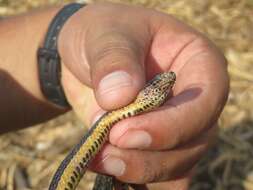 Image of Two-spotted Snake