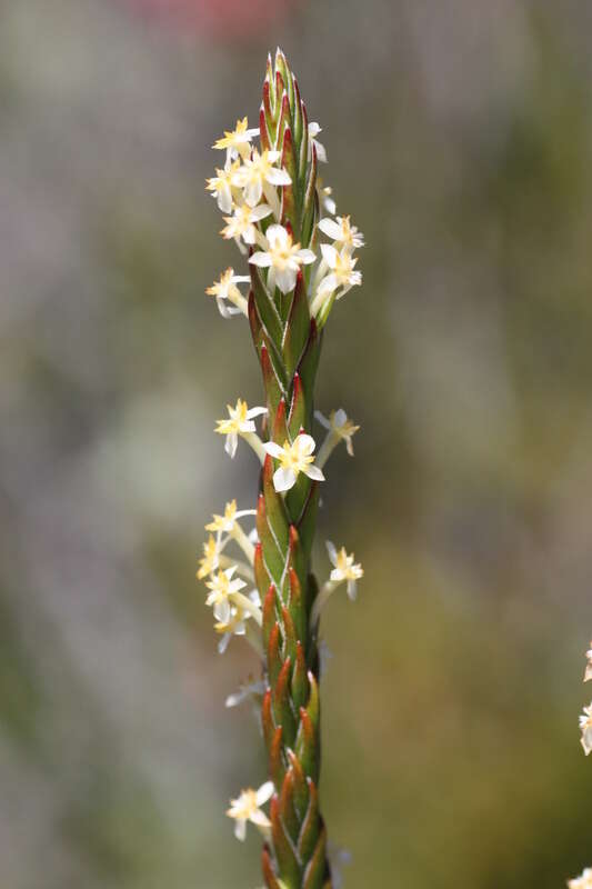 Image of Struthiola ciliata (L.) Lam.