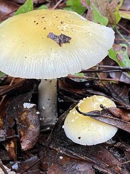 Image of Amanita agglutinata (Berk. & M. A. Curtis) Lloyd 1898