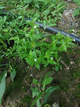 Image of yellowseed false pimpernel