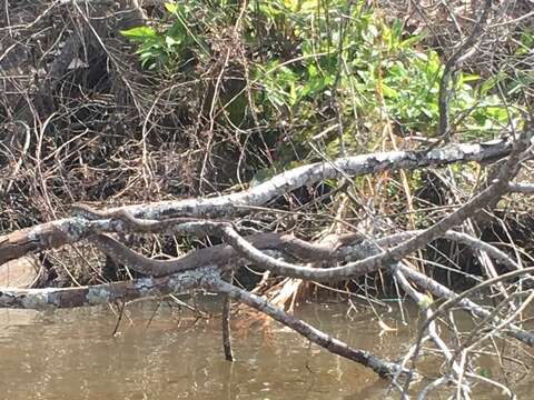 Image of Brown Water Snake