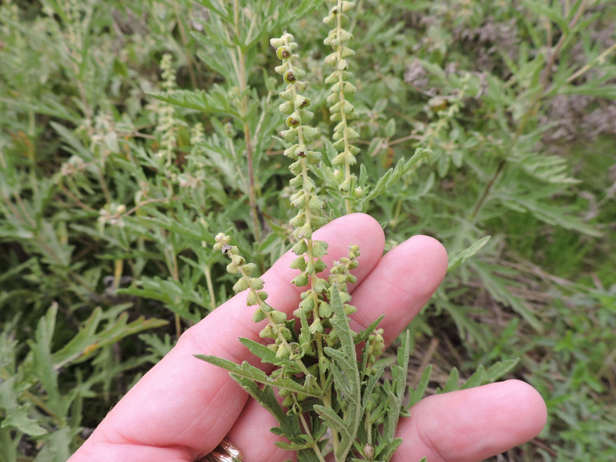 Image of Cuman ragweed