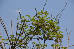 Image of Chocolate vine