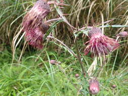 Cirsium suzukii的圖片