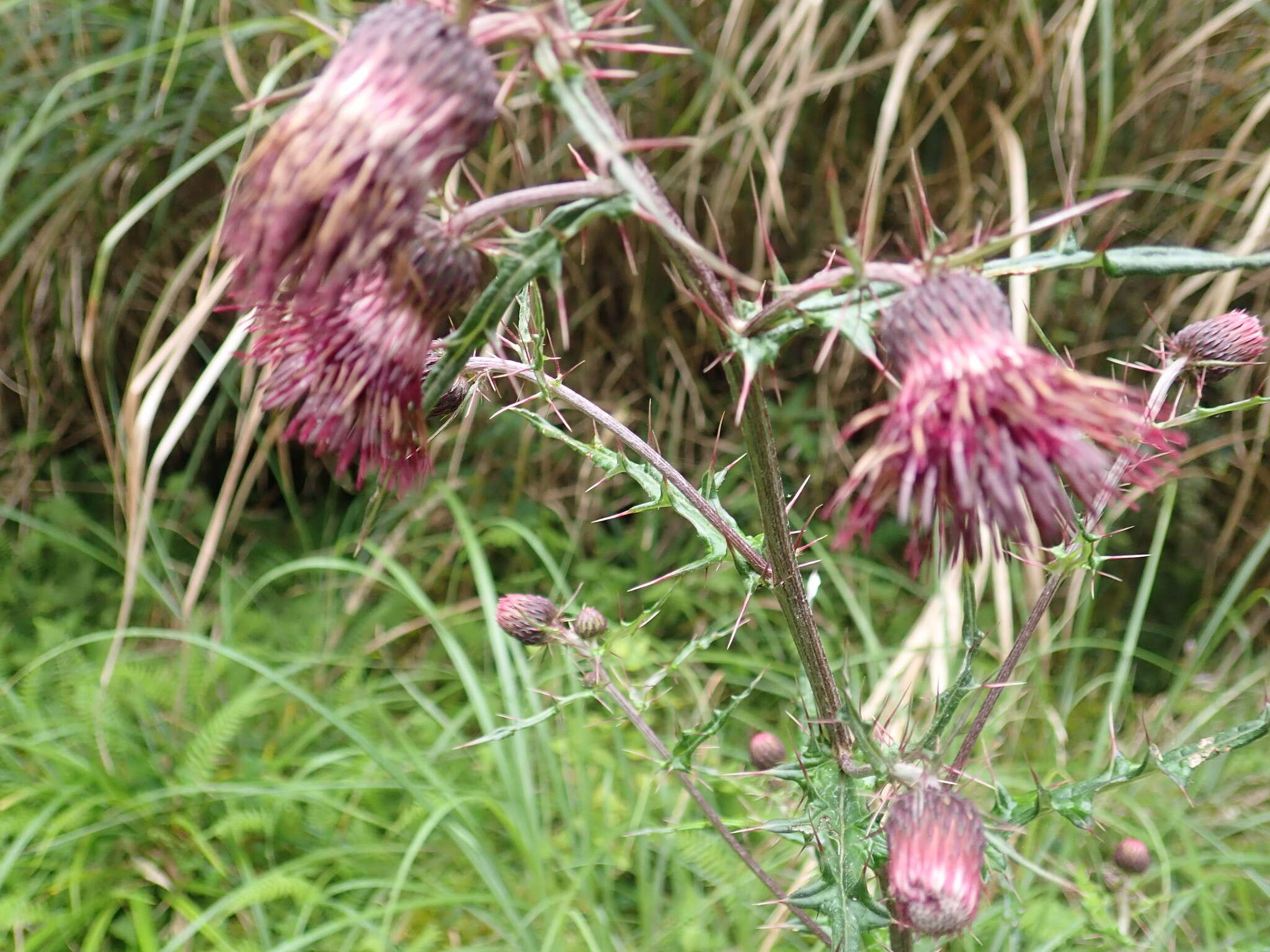 Imagem de Cirsium suzukii