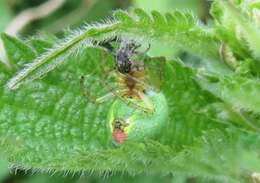 Image of Cucumber green spider