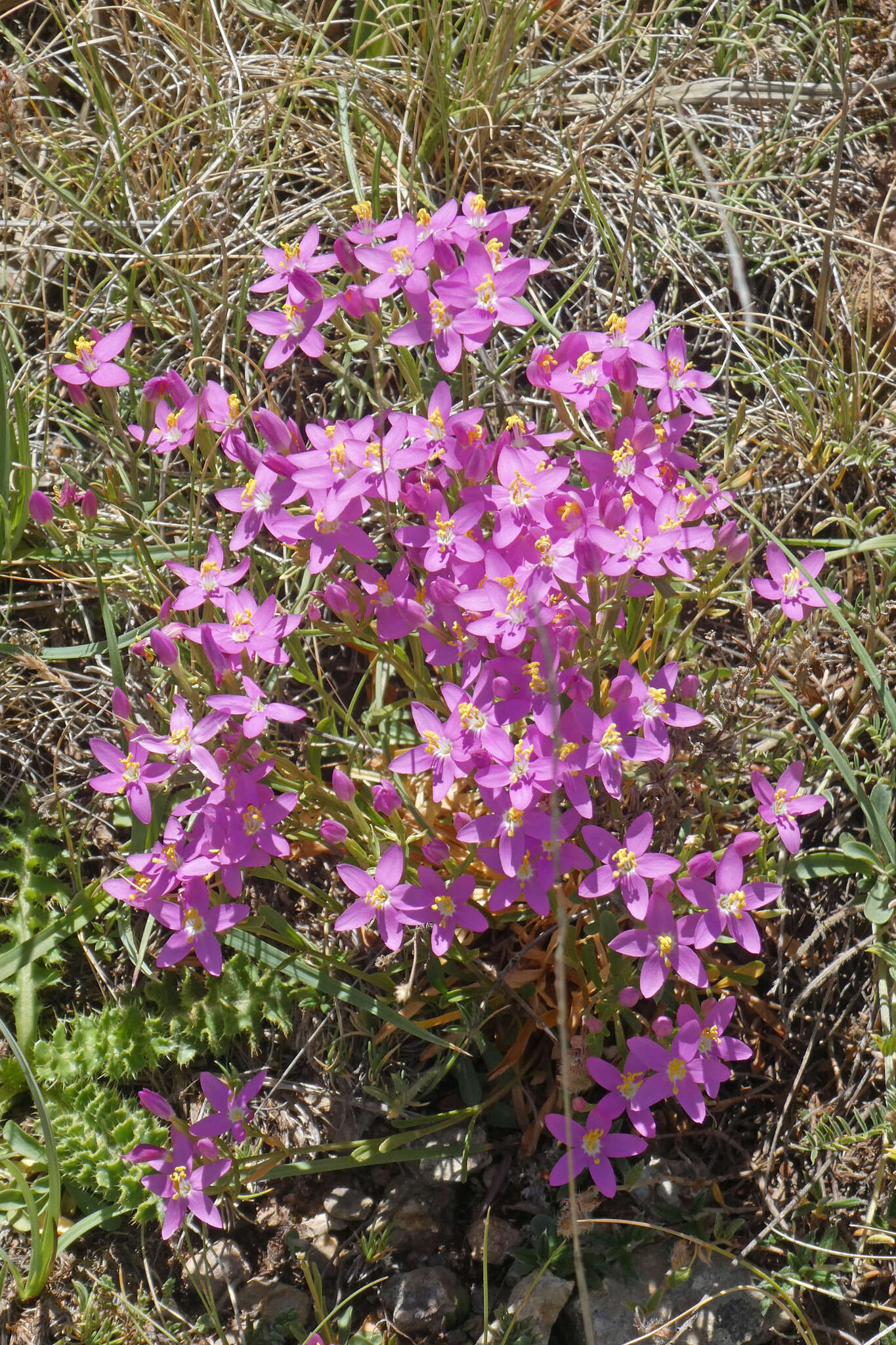 Image of Centaurium quadrifolium subsp. linariifolium (Lam.) G. López González