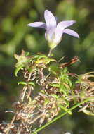 Image of Wahlenbergia thunbergii (Schult.) B. Nord.