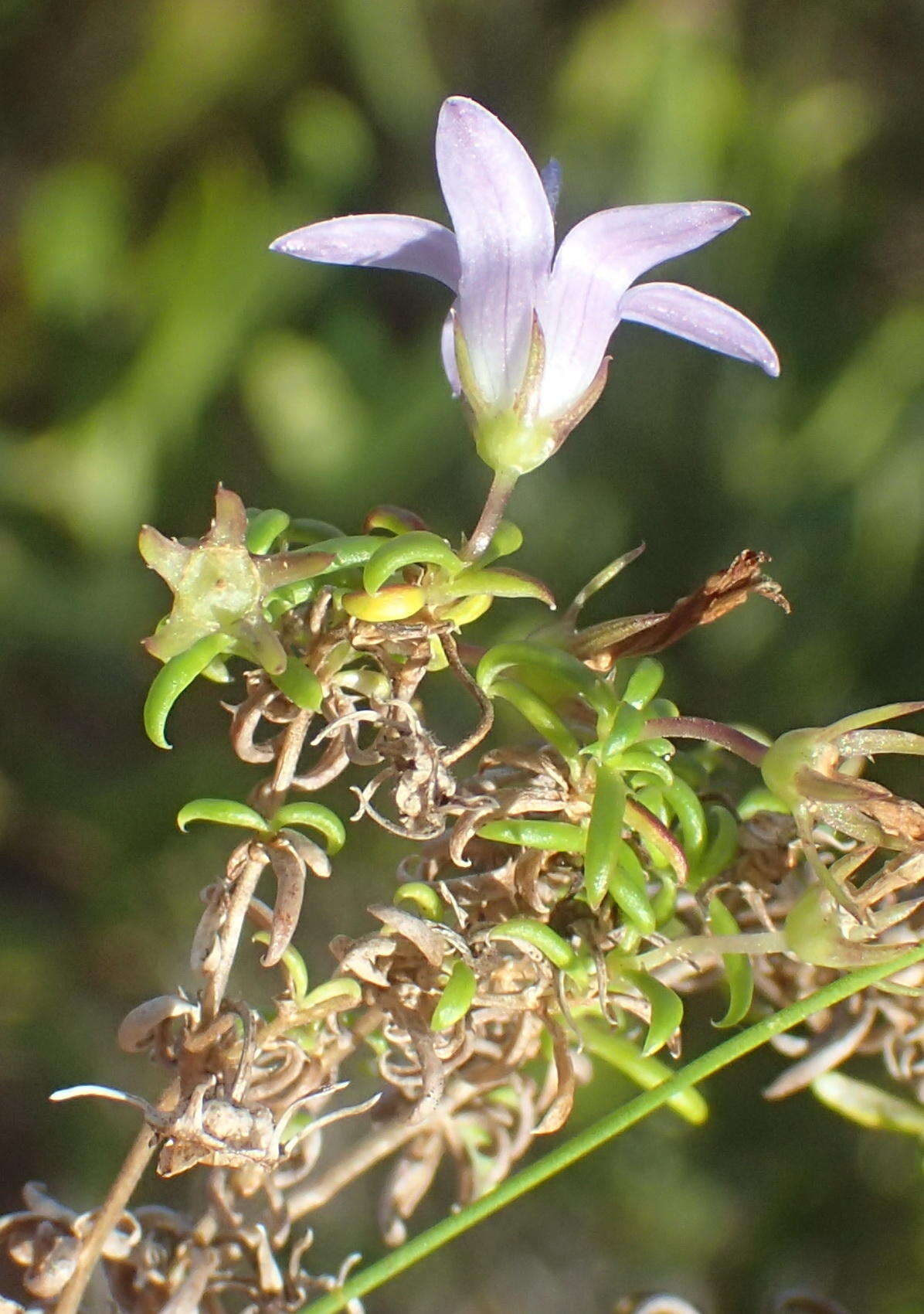 Image of Wahlenbergia thunbergii (Schult.) B. Nord.