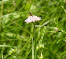 Слика од Knautia arvensis (L.) Coulter