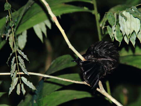 Слика од Myophonus borneensis Slater 1885