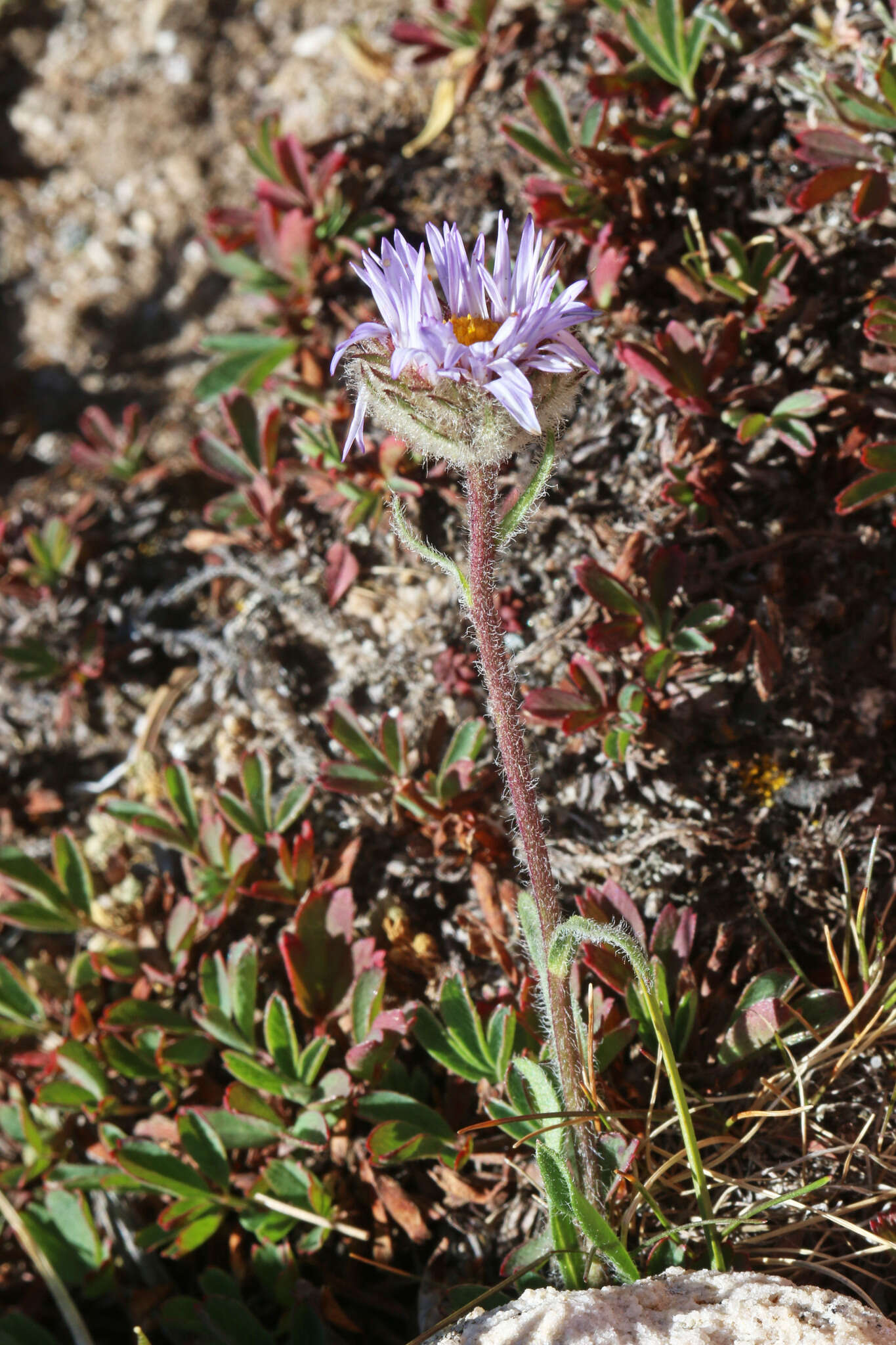 Image of largeflower fleabane