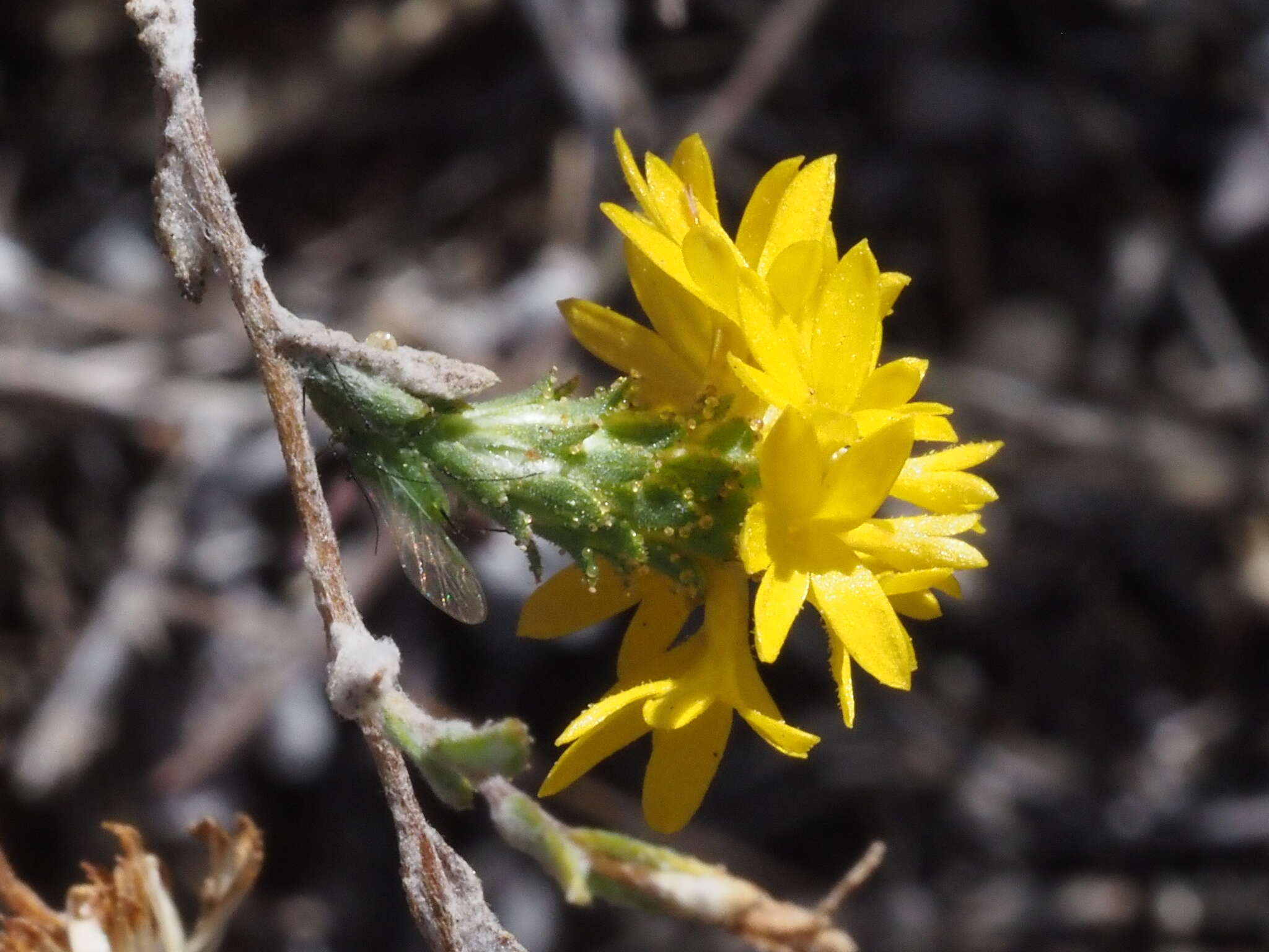 Image of Warner Springs lessingia