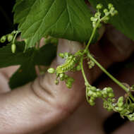 Image of <i>Celastrina humulus</i>