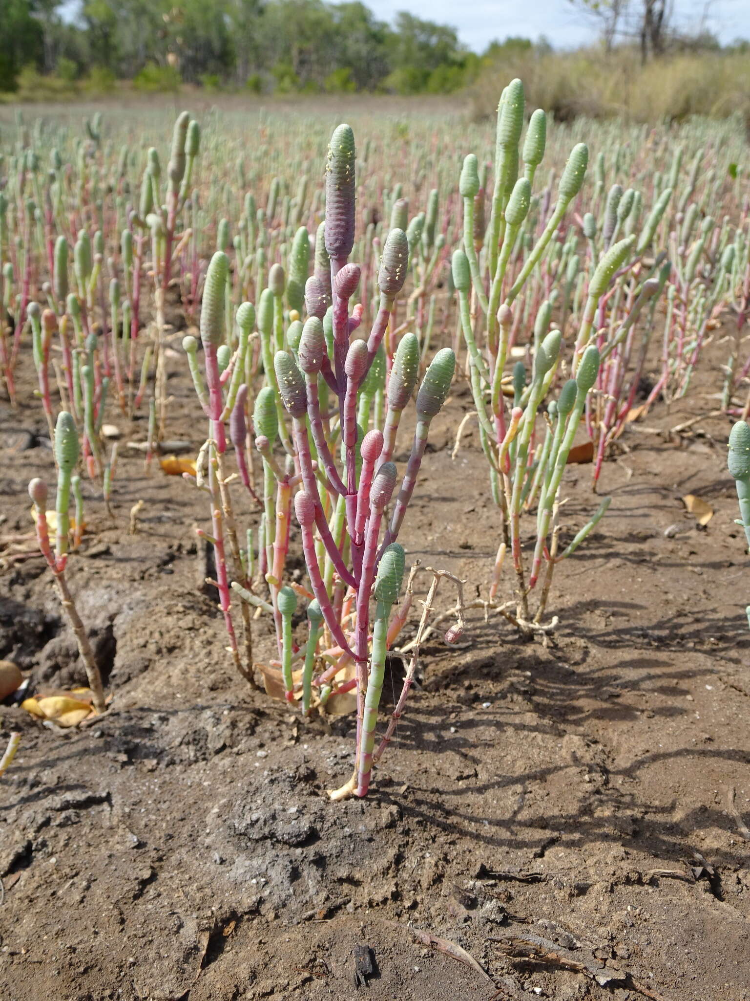 Image of Tecticornia australasica (Moq.) Paul G. Wilson