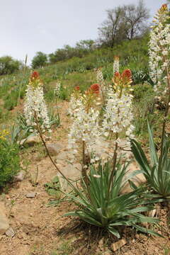 Image of Eremurus lactiflorus O. Fedtsch.