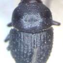 Image of Phloeoborus punctatorugosus Chapuis 1869