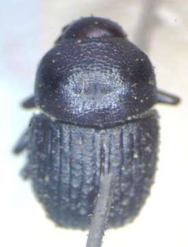Image of Phloeoborus punctatorugosus Chapuis 1869