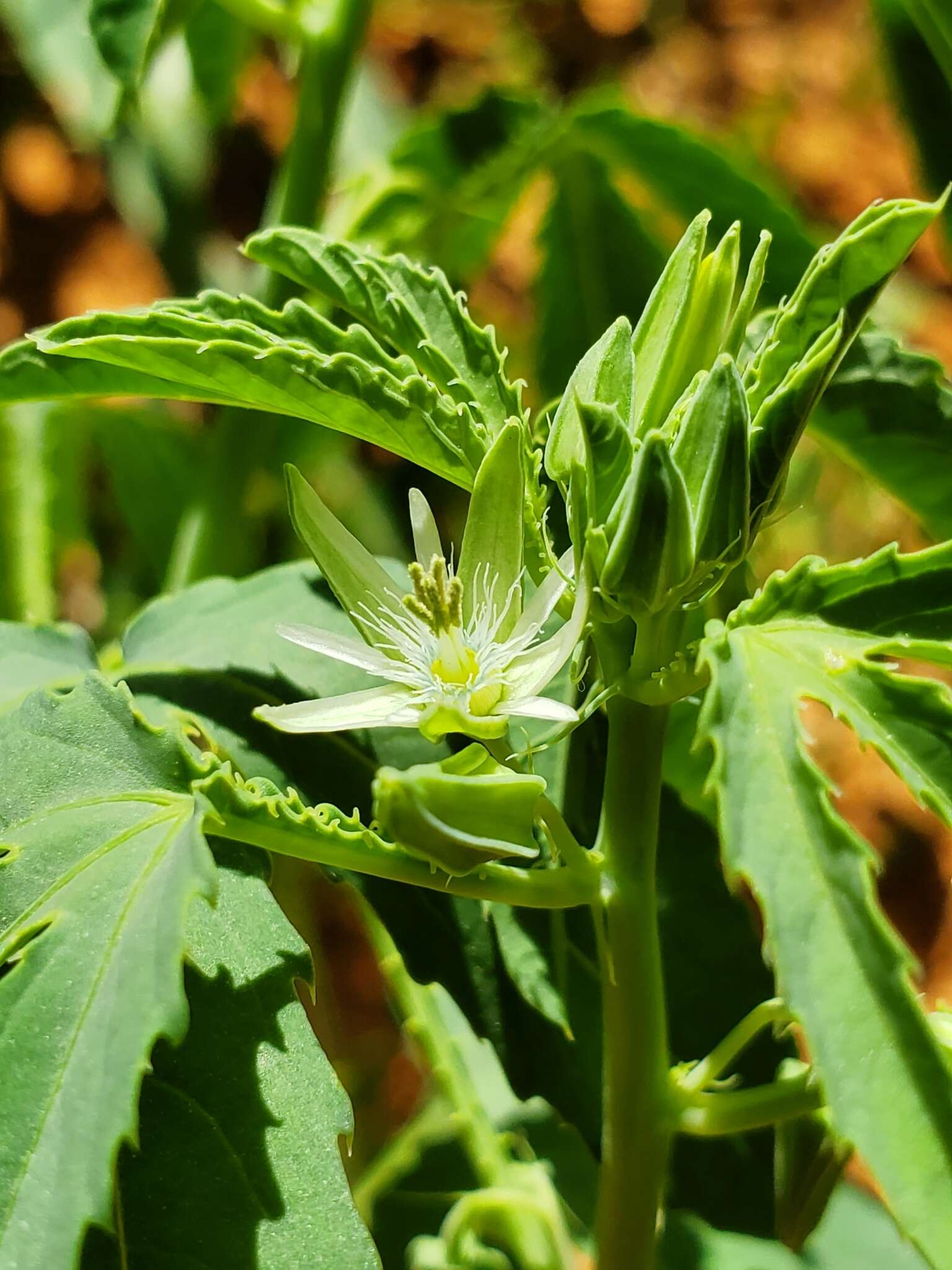 Imagem de Basananthe heterophylla Schinz