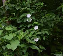 Image of Ipomoea lottiae J. A. Mc Donald