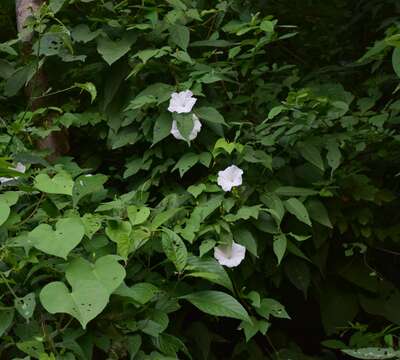 Image of Ipomoea lottiae J. A. Mc Donald