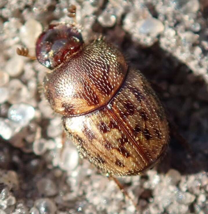 Image of Onthophagus (Furconthophagus) variegatus (Fabricius 1798)