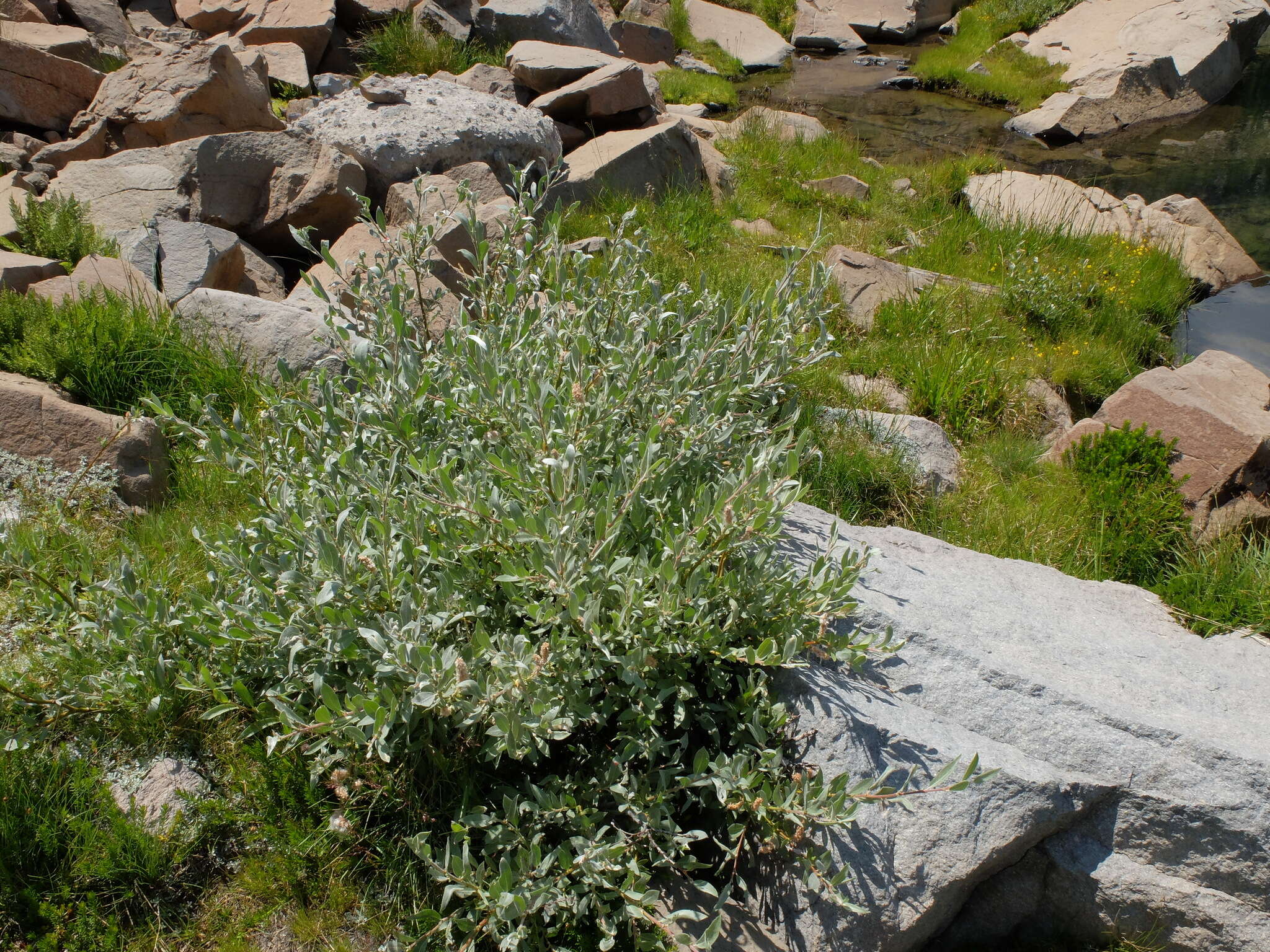 Image of mountain willow