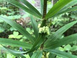 Слика од Polygonatum verticillatum (L.) All.