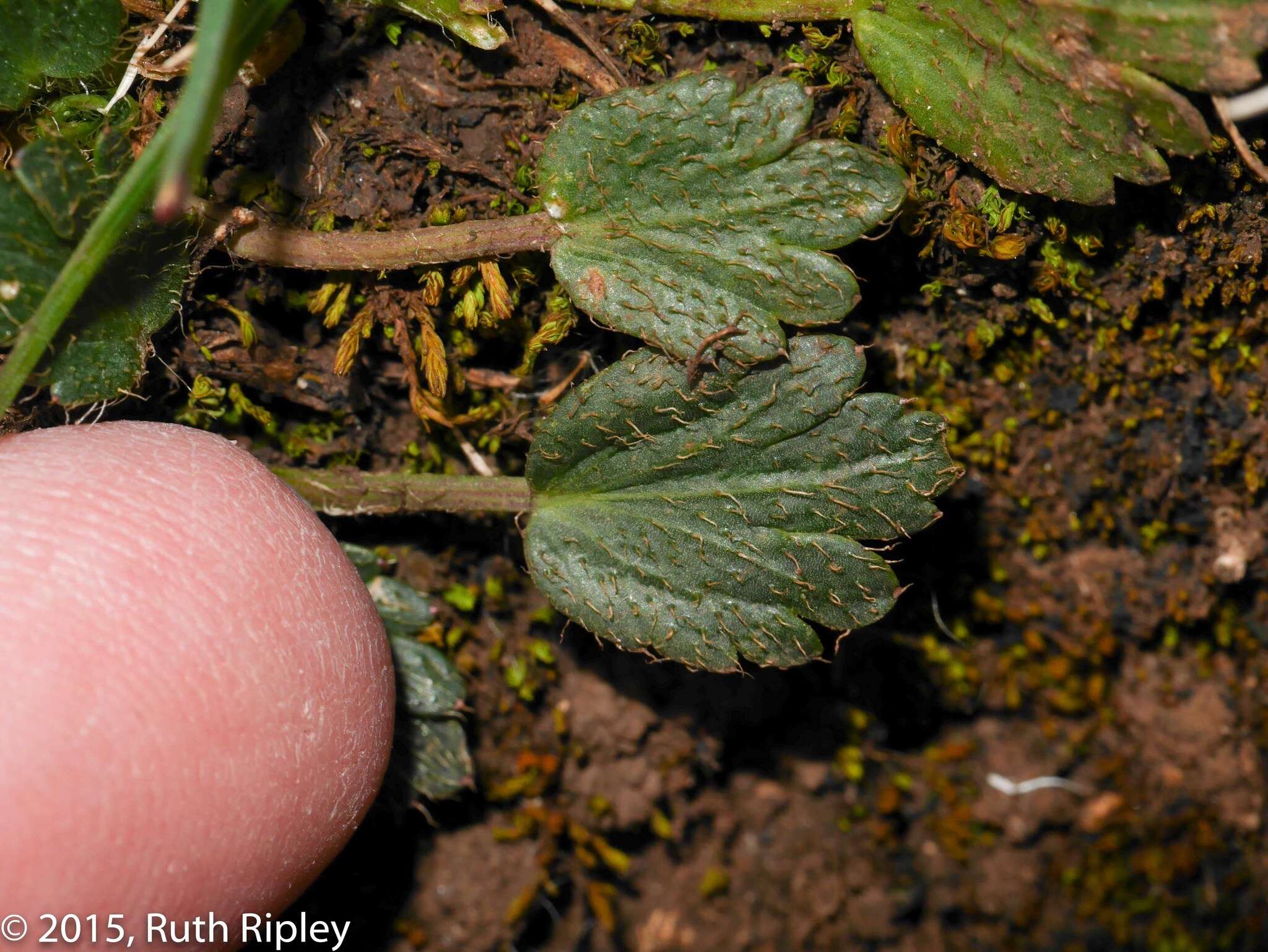 Image of Azorella crenata (Ruiz & Pav.) Pers.