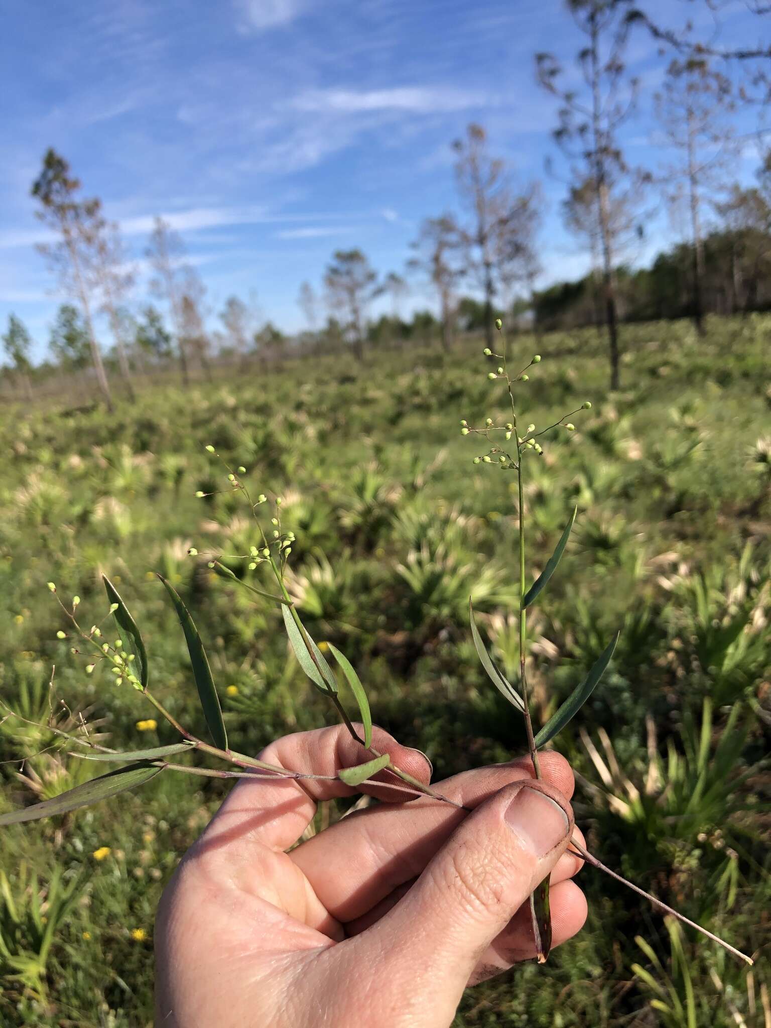 Image of Hemlock Rosette Grass