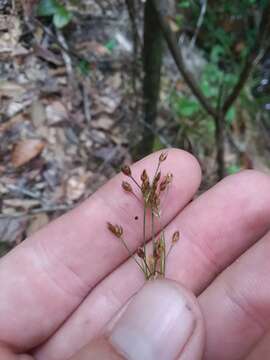 Image of Mingled Beak Sedge