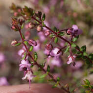 Sivun Erica thimifolia Wendl. kuva