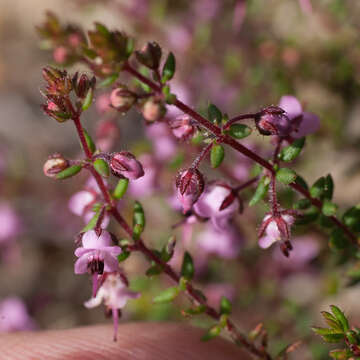 Image of Erica thimifolia Wendl.