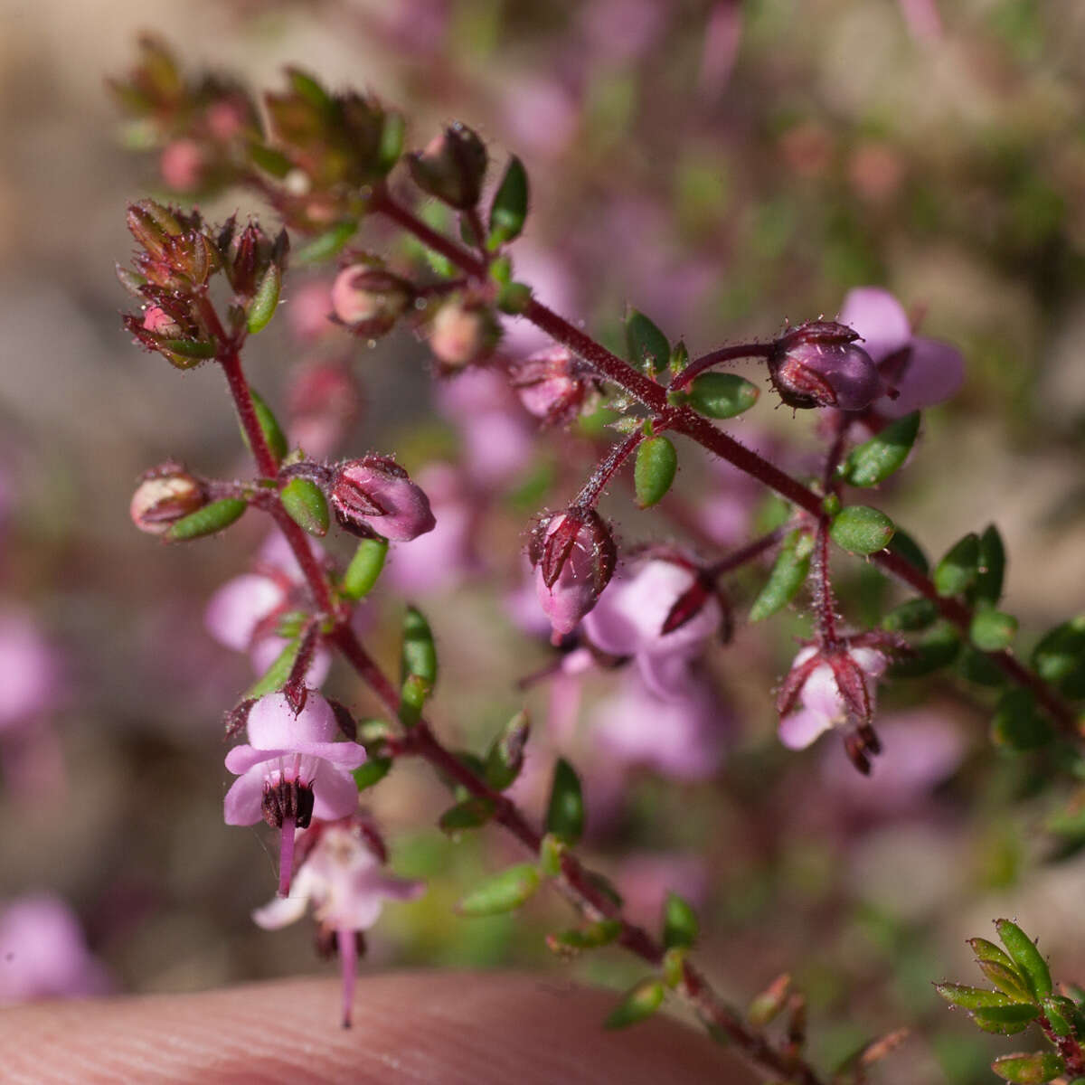 Sivun Erica thimifolia Wendl. kuva