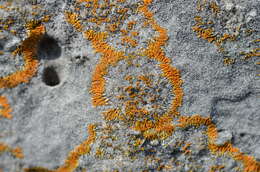 Image of orange lichen