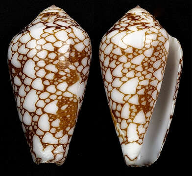 Image of Conus bratcherae (Petuch & Berschauer 2019)