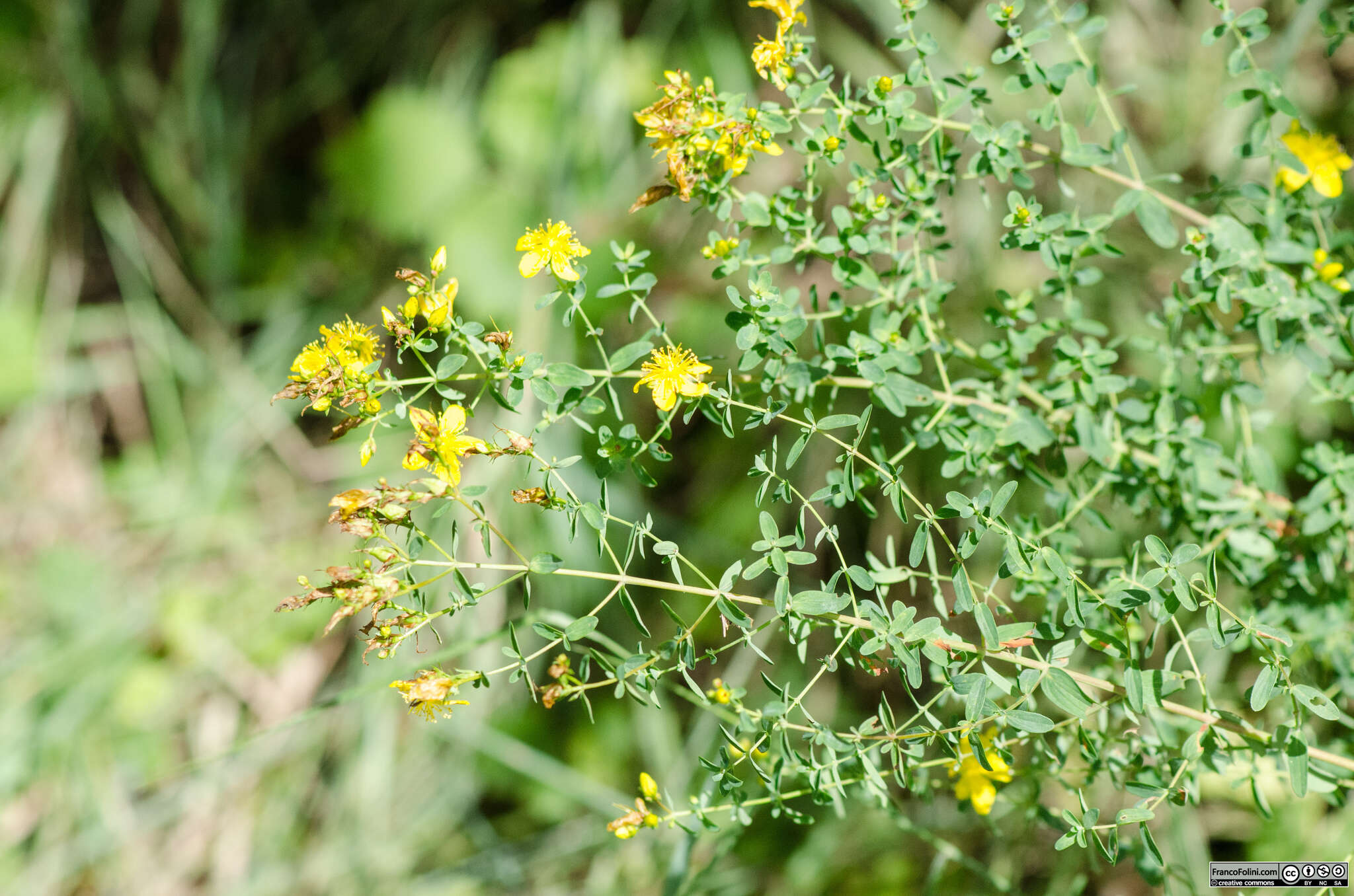 Hypericum perforatum subsp. perforatum resmi