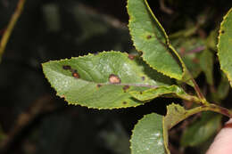 Image de Dendrophorbium usgorense (Cuatrec.) C. Jeffrey