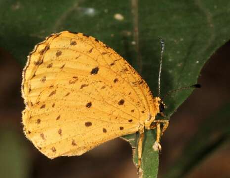 Image of Pentila tropicalis fuscipunctata