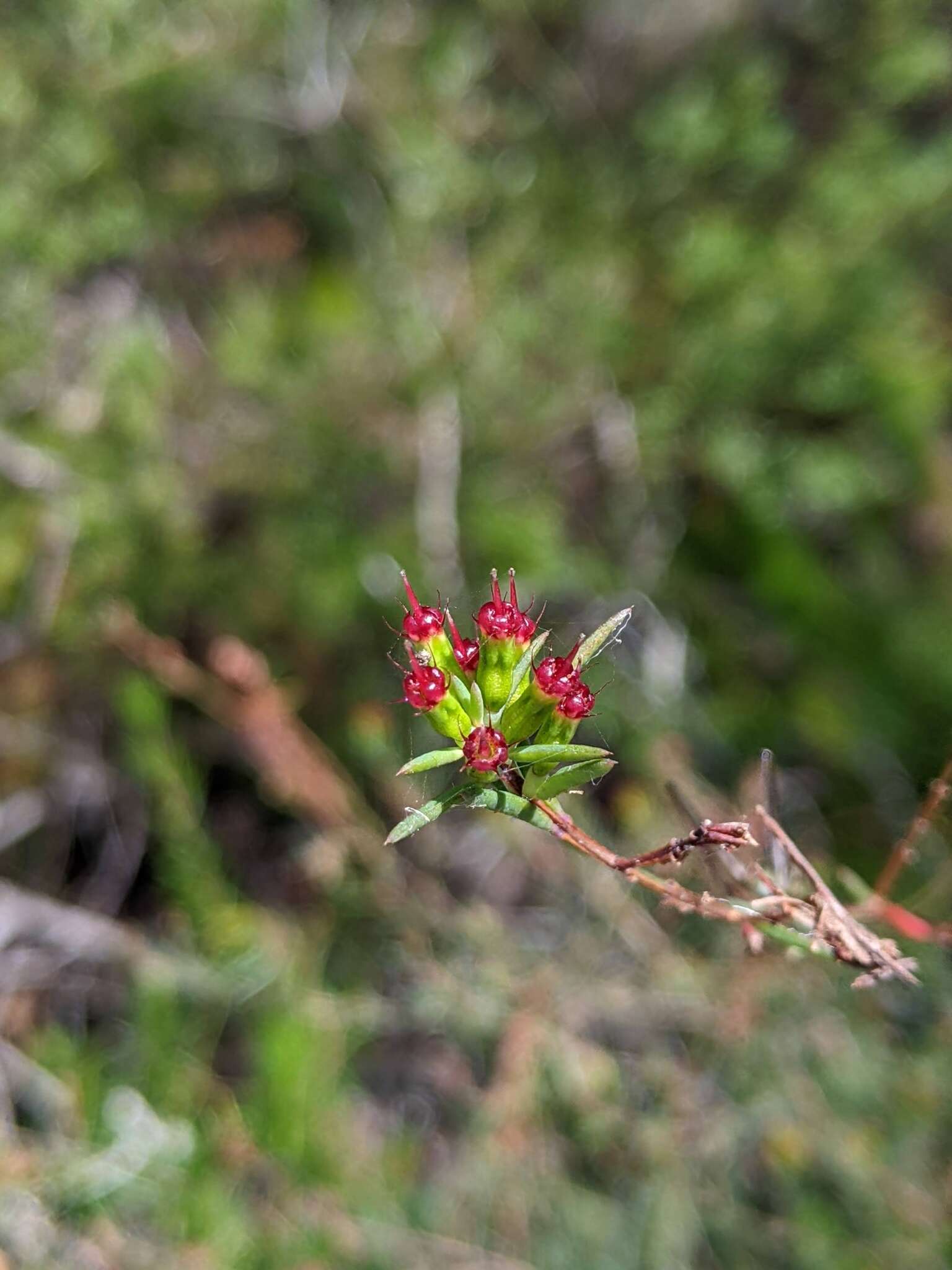 Homoranthus virgatus A. Cunn. ex Schau.的圖片