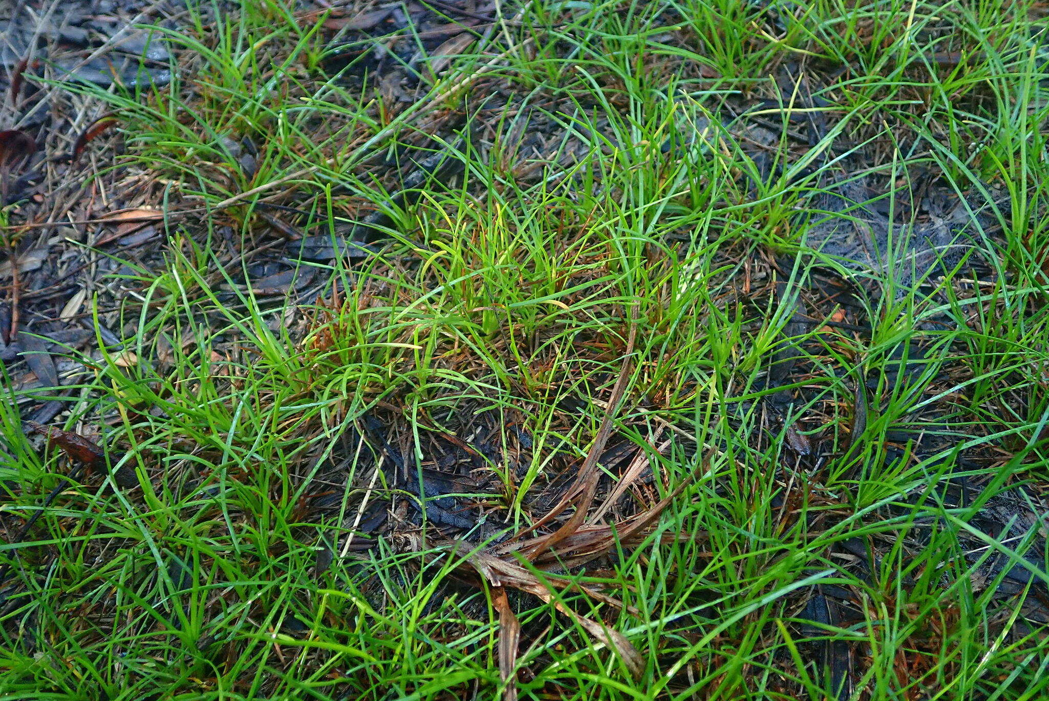 Image of Isolepis ludwigii (Steud.) Kunth