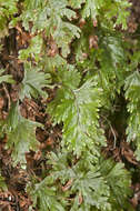 Imagem de Hymenophyllum flabellatum Labill.