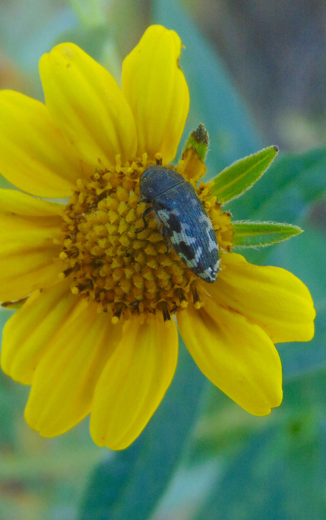 Слика од Acmaeodera idahoensis Barr 1969