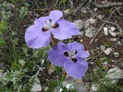 Image of Moraea calcicola Goldblatt