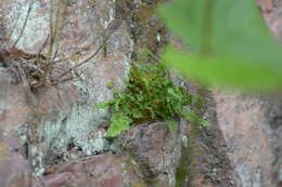 Image of alpine woodsia