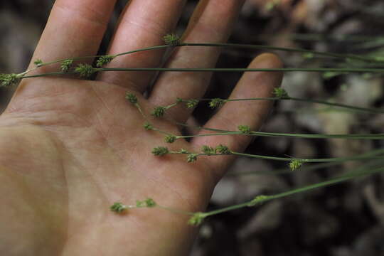 Image of Gray Bog Sedge