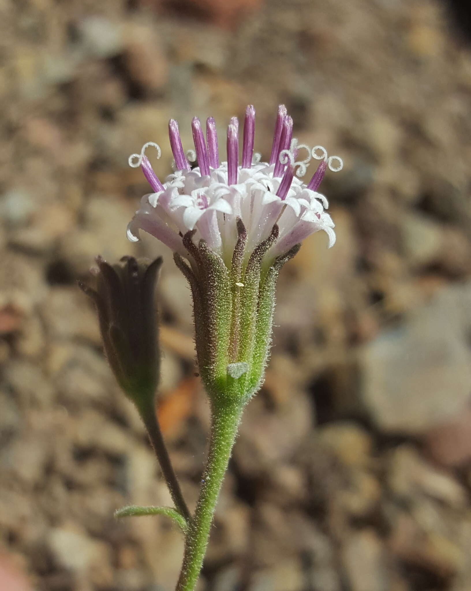 Image of <i>Chaenactis <i>douglasii</i></i> var. douglasii